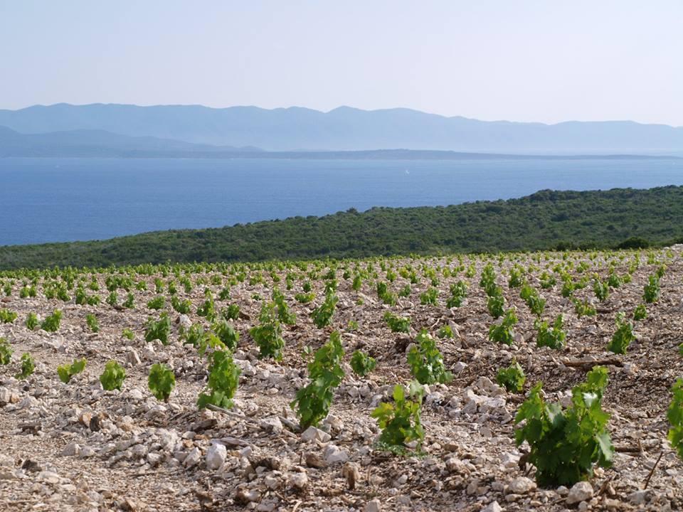 Project of family winery on the island of Hvar, the sunniest Croatian island 