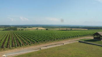 Unique vine production facility in Slavonia 