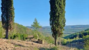 Picturesque estate in Grožnjan on 7458 sq.m. of land 