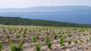 Project of family winery on the island of Hvar, the sunniest Croatian island 