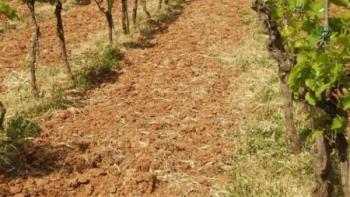 Maison avec vignoble dans la région de Rovinj, à 1700 mètres de la mer 