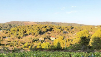 Działka rolna o powierzchni 8.600 m2 z 3.000 winogron winorośli (plavac mali) i 50 drzewami oliwnymi 