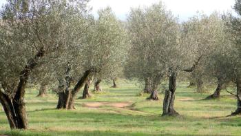 Ein Olivenhain von 16.000 m² mit hundertjährigen Bäumen auf der Insel Brac, Region Skrip 