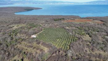 Krásný olivový háj v oblasti Sotovento na ostrově Krk 