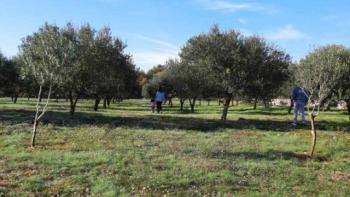 Land plot in Vrh, Krk island with an olive grove 