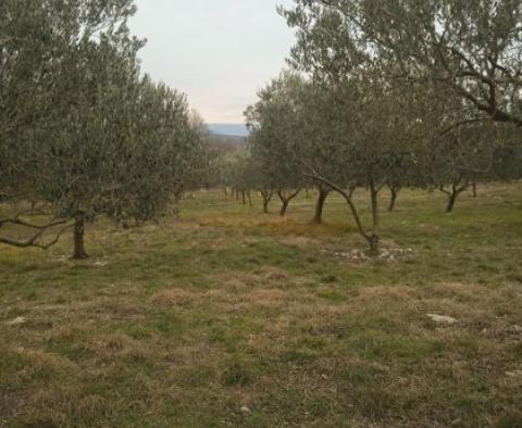 Pozemek ve Vrh na ostrově Krk s olivovým hájem - pic 5