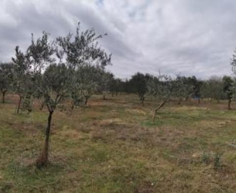 Pozemek ve Vrh na ostrově Krk s olivovým hájem - pic 9