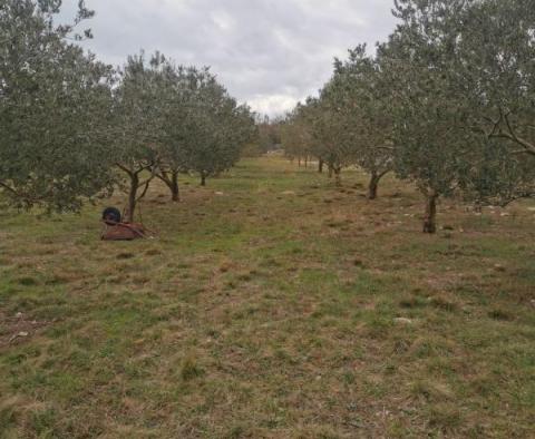 Pozemek ve Vrh na ostrově Krk s olivovým hájem - pic 10