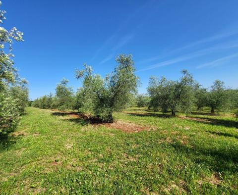 A spacious olive grove with 300 olive trees in Novigrad area - pic 2