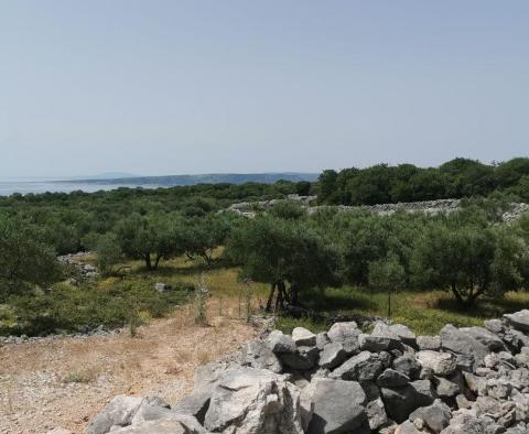 Olajfaliget Krk-n gazdasági épülettel - pic 4