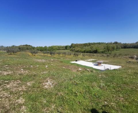 Buje olajfaliget eladó - pic 2
