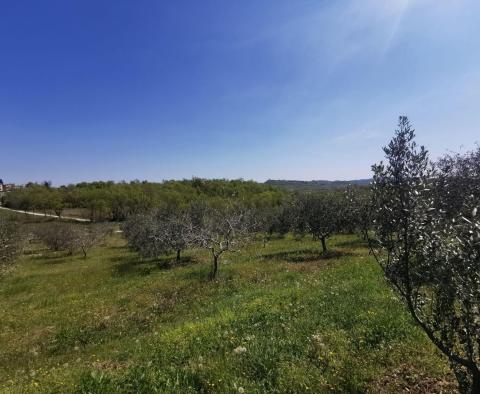 Buje olajfaliget eladó - pic 9