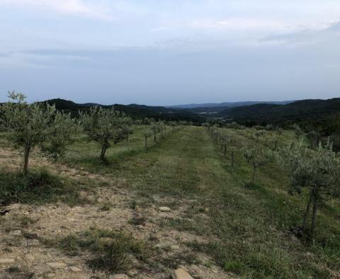 Olive grove in Draguć, Cerovlje - pic 4
