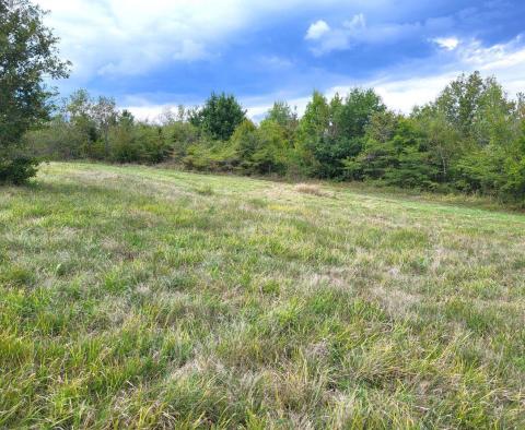 Terrain constructible + agricole à Motovun, à vendre - pic 3