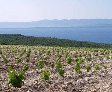 Projekt einer Familienkellerei auf der Insel Hvar, der sonnigsten kroatischen Insel 