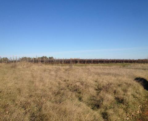 Large plot of land with possibility to construct lux villas, Brtonigla area - pic 5