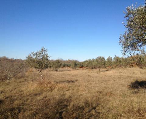 Large plot of land with possibility to construct lux villas, Brtonigla area - pic 9