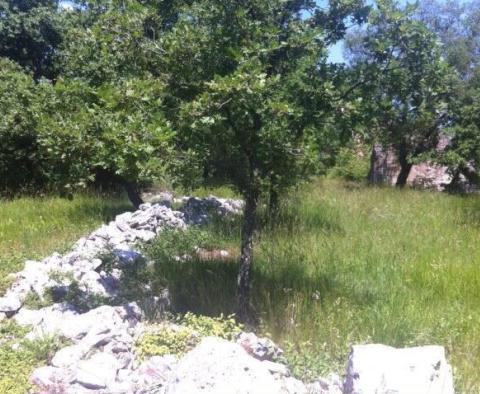 Domaine avec deux ruines en pierre dans la région de Buje - pic 14