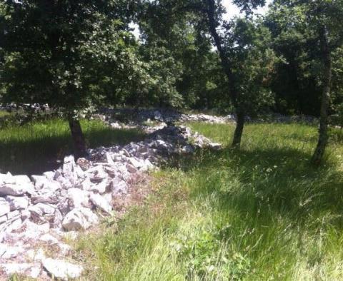 Estate with two stone ruins in Buje area - pic 15