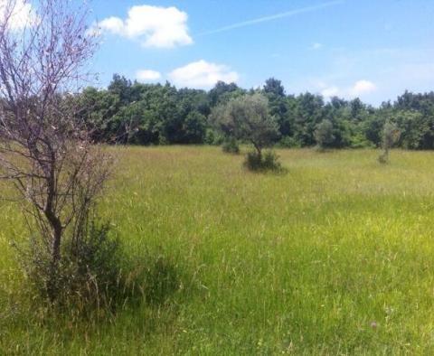 Domaine avec deux ruines en pierre dans la région de Buje - pic 16