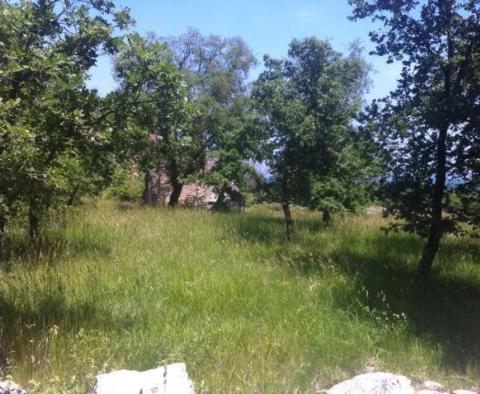 Estate with two stone ruins in Buje area - pic 17