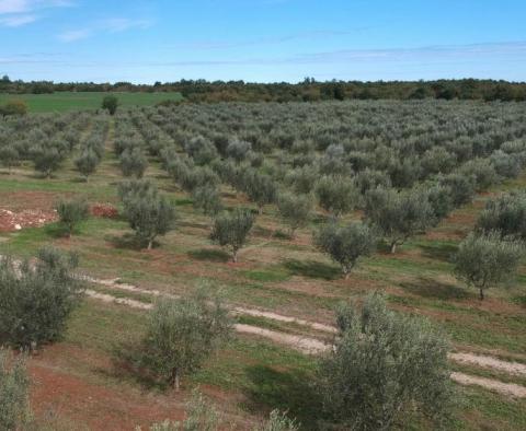 Unique olive grove in Sveti Lovreč which us 14 km from Porec, 61.250m2 - pic 3