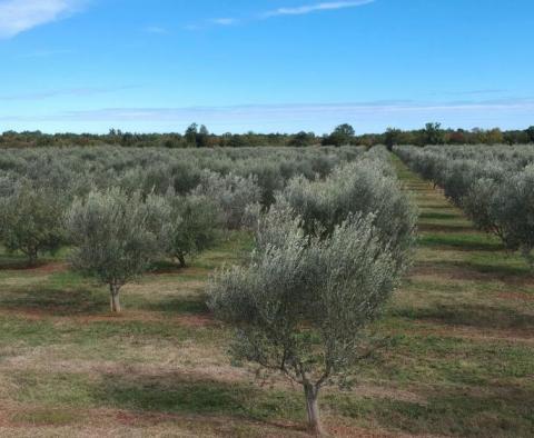 Einzigartiger Olivenhain in Sveti Lovreč, 14 km von Porec entfernt, 61.250 m2 - foto 4