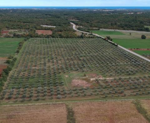 Уникальная оливковая роща в Святом Ловрече, в 14 км от Пореча, 61,250 м2. - фото 6