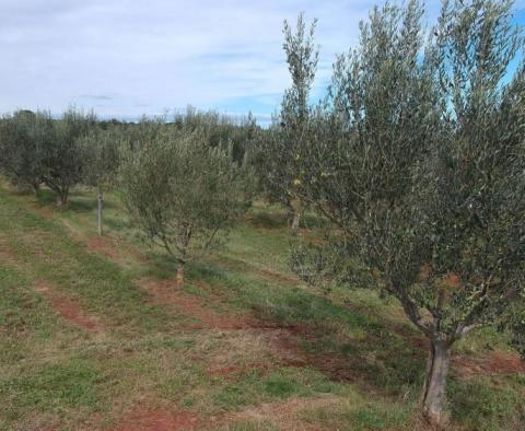 Уникальная оливковая роща в Святом Ловрече, в 14 км от Пореча, 61,250 м2. - фото 7