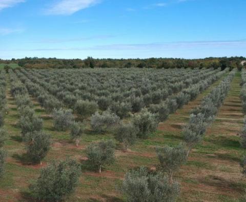 Уникальная оливковая роща в Святом Ловрече, в 14 км от Пореча, 61,250 м2. - фото 8
