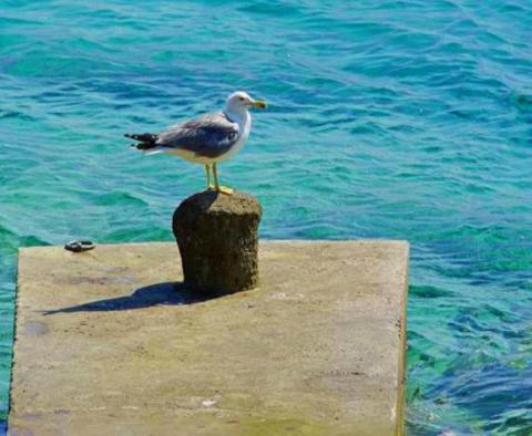 Charmantes Anwesen in erster Meereslinie zum Verkauf auf Korcula - foto 3