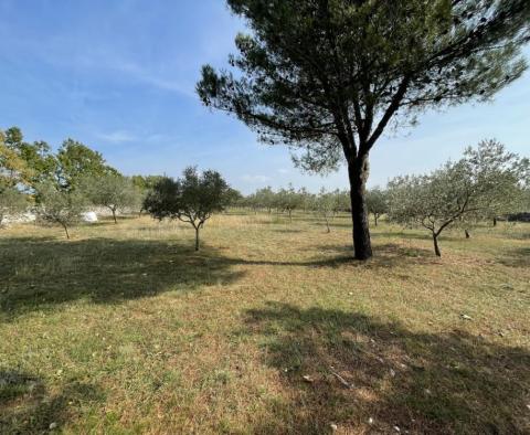 Schönes Anwesen mit Olivenhain auf 5800 qm. vom Land - foto 16