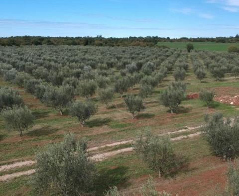 Unique olive grove in Sveti Lovreč which us 14 km from Porec, 61.250m2 - pic 3