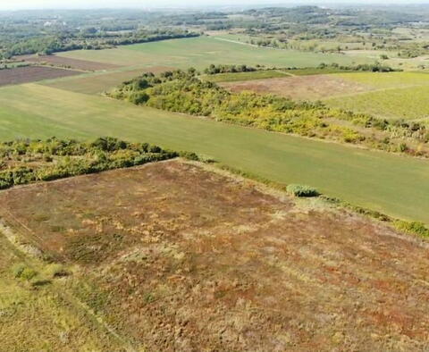 Buje környékén tágas termőföld eladó, 83.917m2 - pic 5