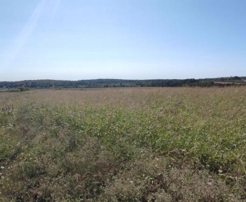 Spacious agricultural land for sale in Buje area, 83.917m2 - pic 21