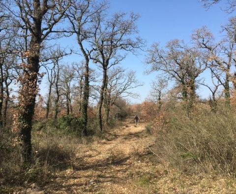 Prodej pozemku - skvělá příležitost v Smoljanci, Svetvinčenat, přes 1 ha - pic 8
