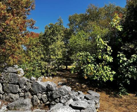 Ancienne maison en pierre sur un grand terrain, Krk - pic 42