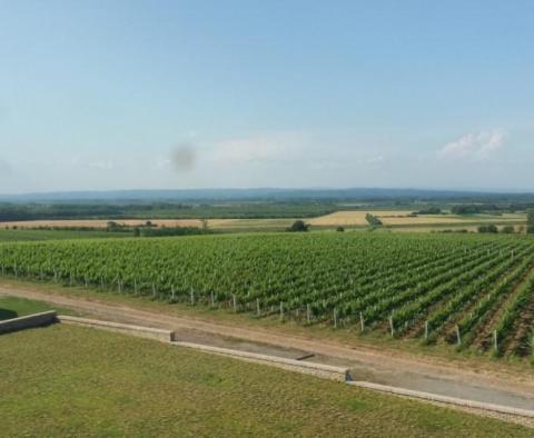 Уникальное предприятие по производству винограда в Славонии 