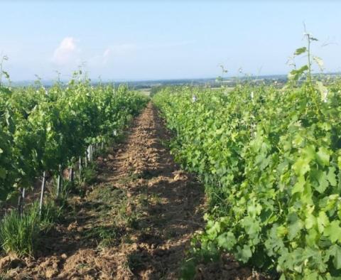 Уникальное предприятие по производству винограда в Славонии - фото 2
