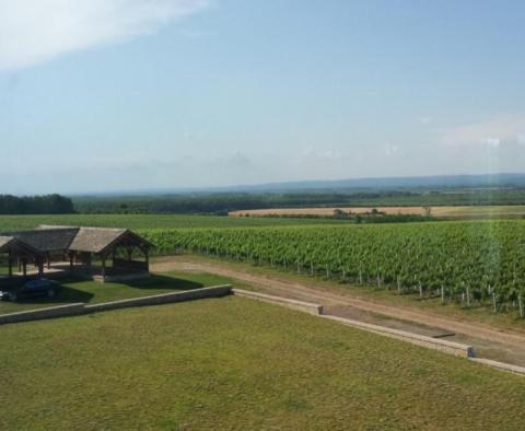 Уникальное предприятие по производству винограда в Славонии - фото 4