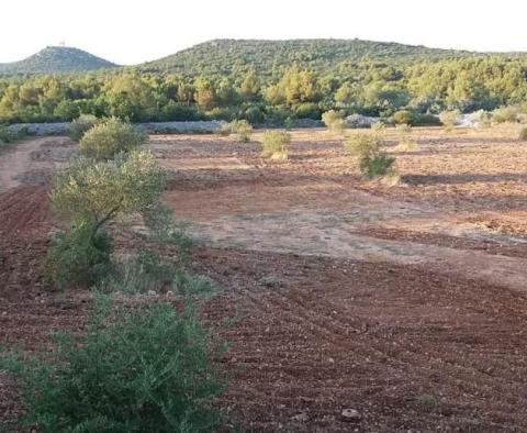 Zemědělská půda o rozloze více než 1,5 hektaru v oblasti Vodice, velký potenciál - pic 8