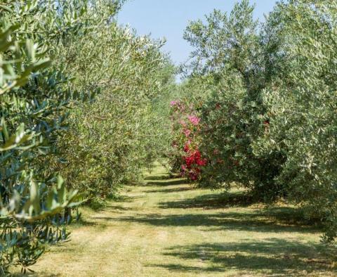 Astonishing estate in Vodnjan on 4671 sq.m. of land, just 2 km from the sea - pic 39