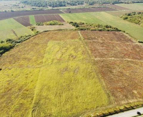 Spacious agricultural land for sale in Buje area, 83.917m2 - pic 9