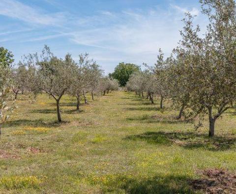 Красивая роскошная вилла с оливковой рощей площадью 5800 кв.м. в районе Водняна - фото 61
