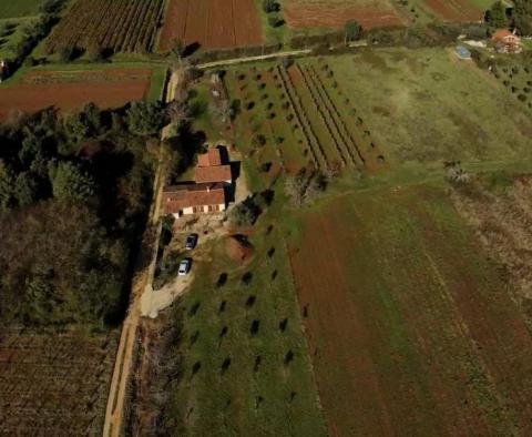 Propriété à prix réduit dans la région de Rovinj - deux maisons dans une zone isolée avec 6 853 m2 de jardin - pic 21