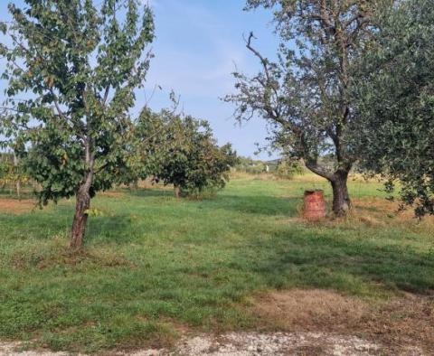 Reduzierte Immobilien in der Gegend von Rovinj - zwei Häuser in einer abgeschiedenen Gegend mit 6.853 m2 Garten - foto 28