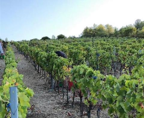 Terrain agricole de 8.600 m² avec 3.000 raisins de vigne (plavac mali) et 50 oliviers - pic 4