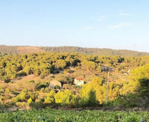 Agro pozemek o rozloze 8 600 m2 s 3 000 hrozny vinné révy (plavac mali) a 50 olivovníky 
