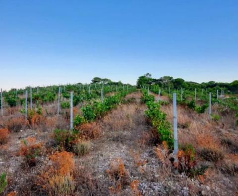 Terrain agricole de 23.450 m² avec 6.000 raisins, maison en pierre et vue mer sur l'île de Vis - pic 2