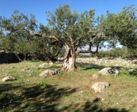 Olivové pole o rozloze 16 000 m2 se stoletými stromy na Brači, oblast Skrip - pic 2